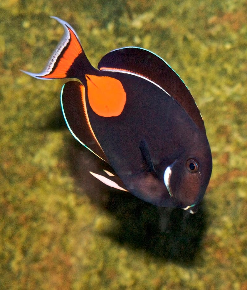 Achilles Tang