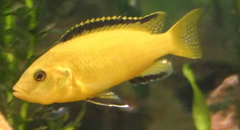 Electric Yellow Cichlid