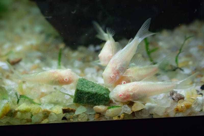 Albino Corydoras