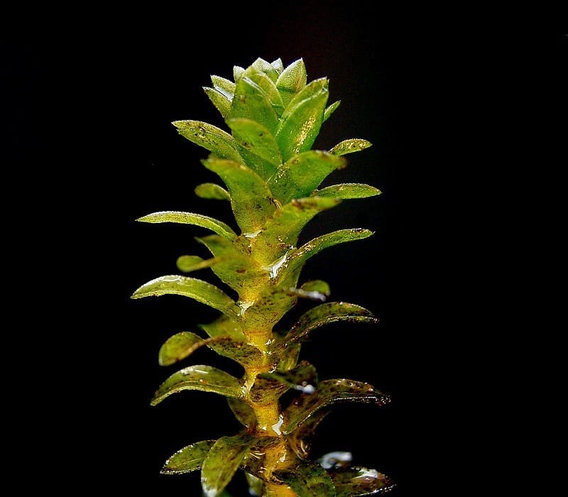 Anacharis