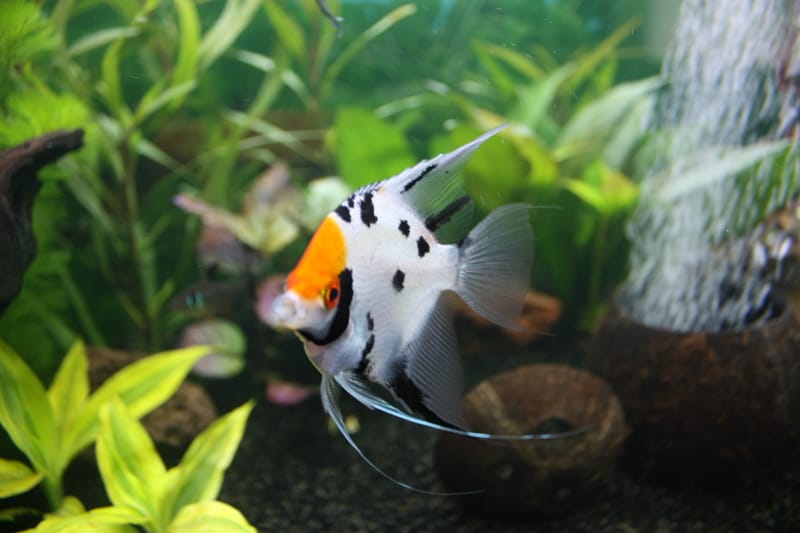 Angelfish