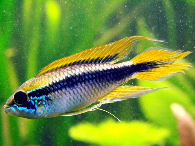 Apistogramma agassizii