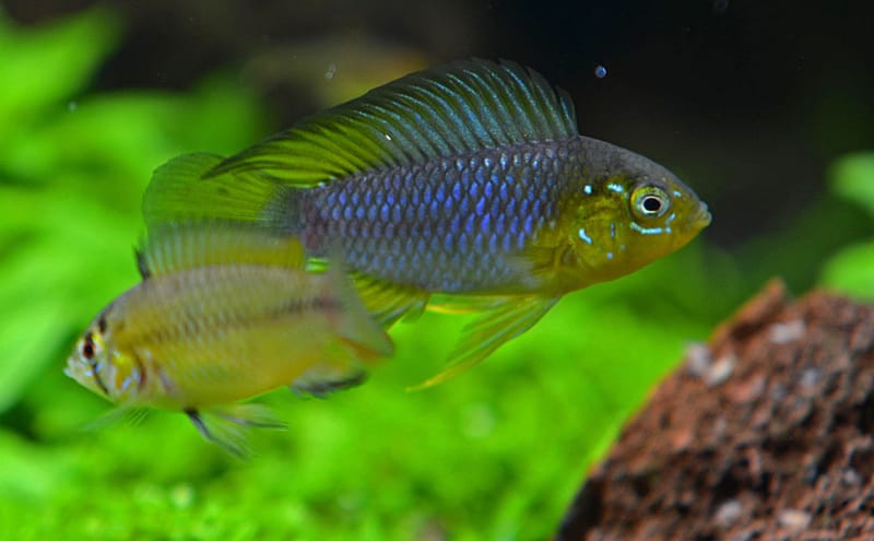Umbrella Cichlid