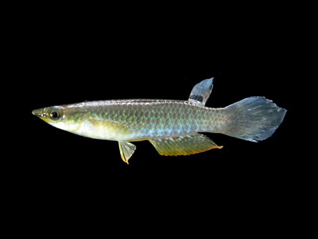 Blue Panchax