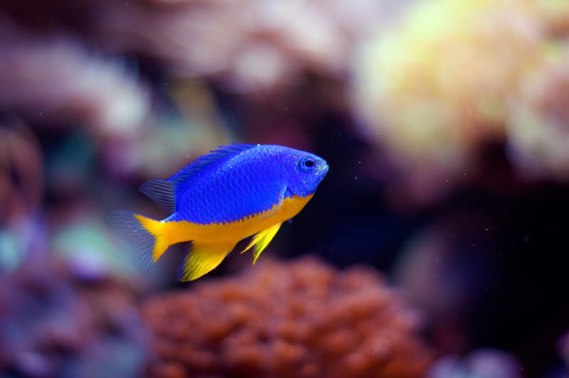 Azure Damselfish
