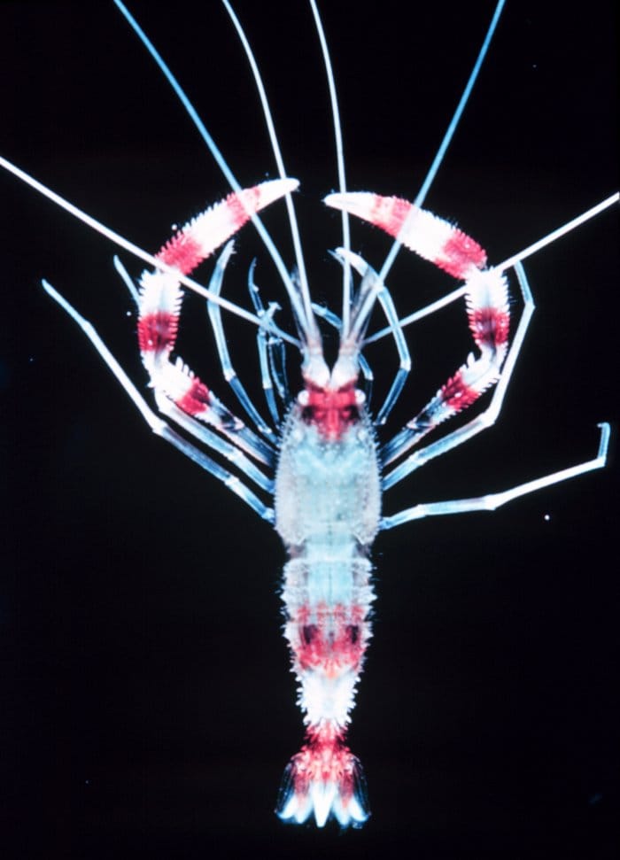 Banded Coral Shrimp