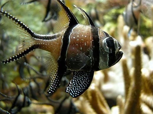 Banggai Cardinalfish