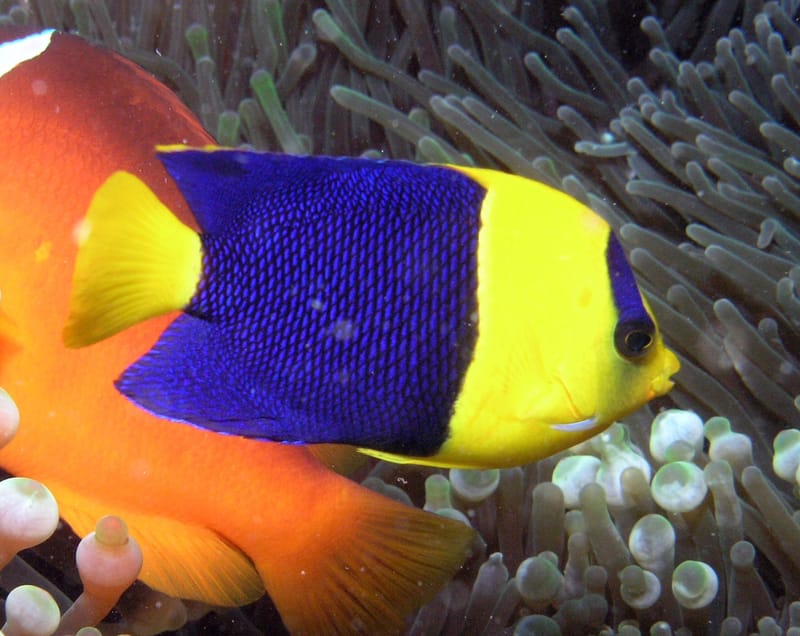 Bicolor Angelfish