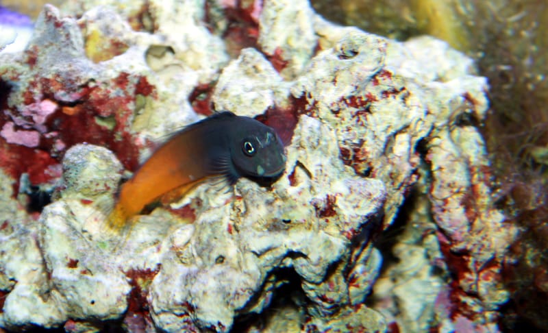 Bicolor Blenny