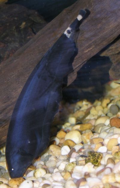 Black Ghost Knifefish