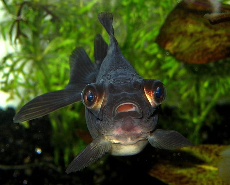 Black Moor Goldfish