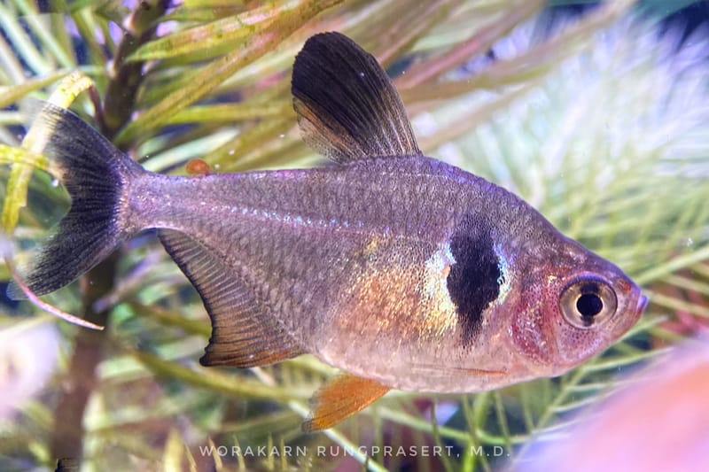 Black Phantom Tetra