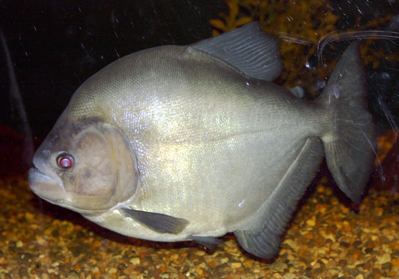 Black Piranha