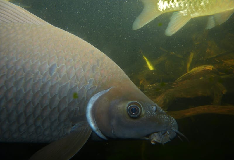 Black Sharkminnow
