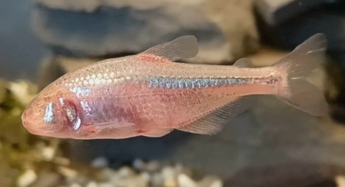 Blind Cave Tetra