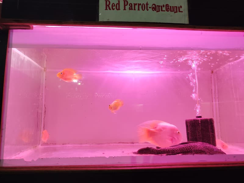 Blood Parrot Cichlid