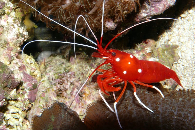 Blood Red Fire Shrimp