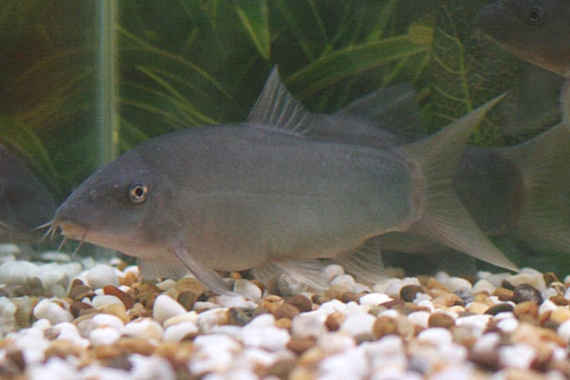 Blue Botia / Redtail Loach