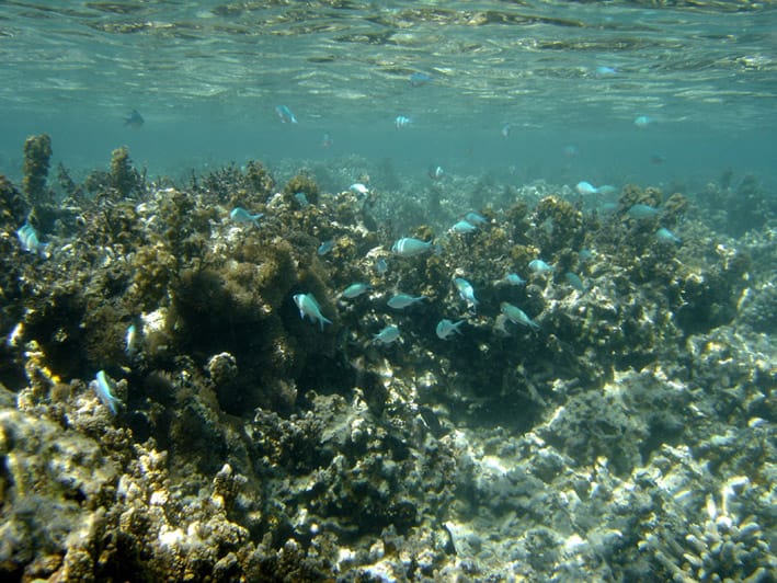 Blue-Green Chromis