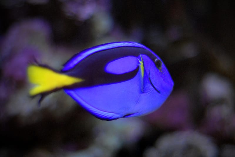 Blue Hippo Tang