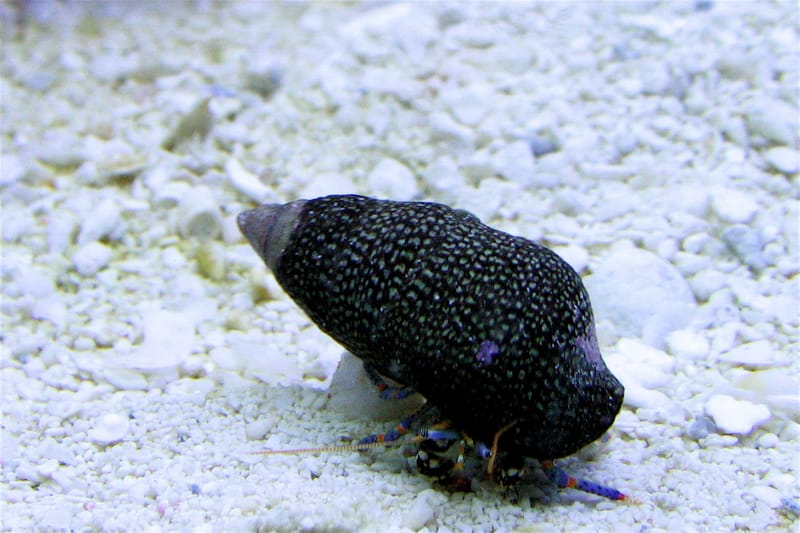 Blue Leg Hermit Crab