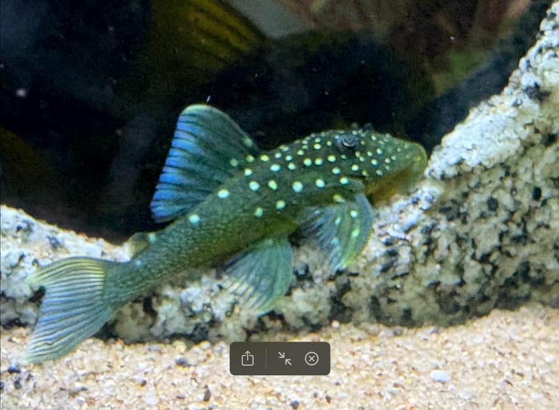 Blue Phantom Pleco