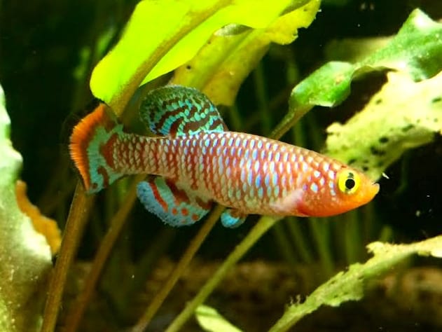 Bluefin Notho Killifish