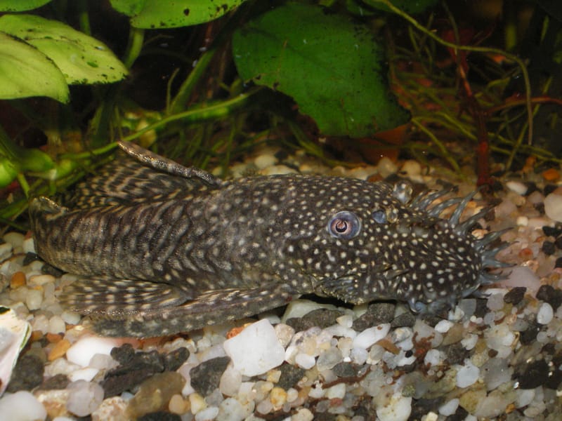 Bristlenose Pleco