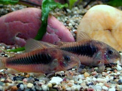 Bronze Corydoras