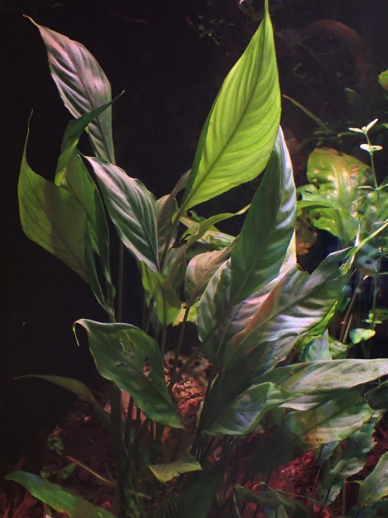 Bucephalandra