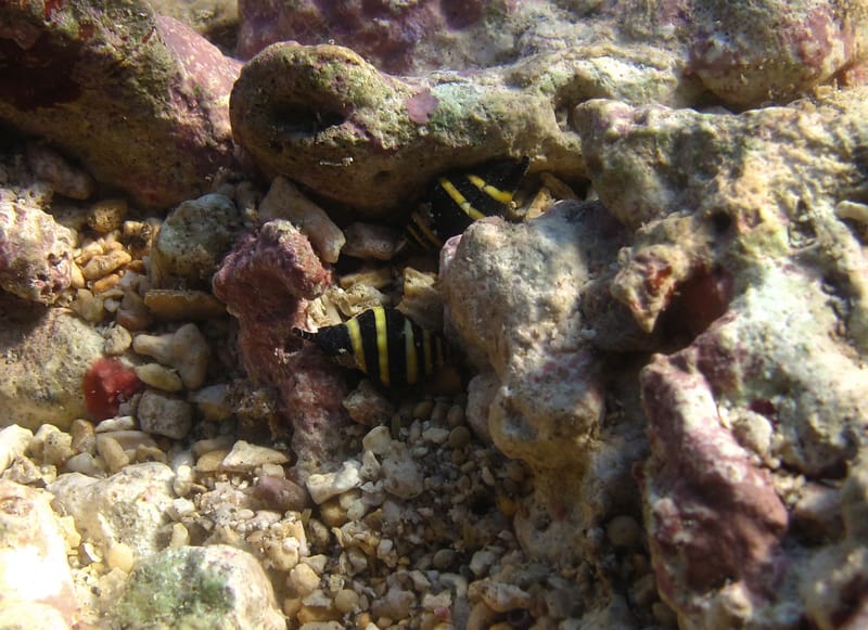 Bumble Bee Snail