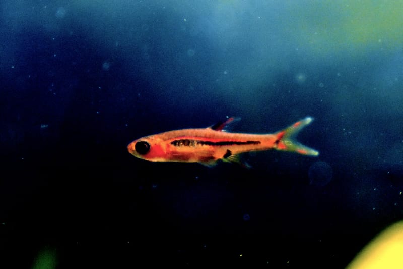 Chili Rasbora