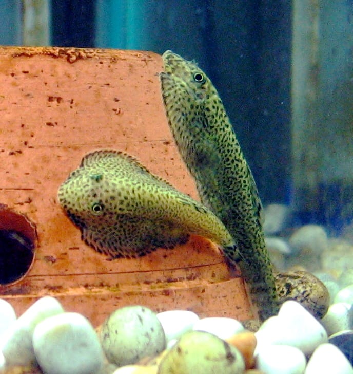Chinese Butterfly Loach