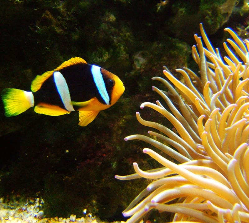 Clark’s Anemonefish