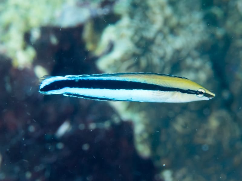 Bluestreak Cleaner Wrasse