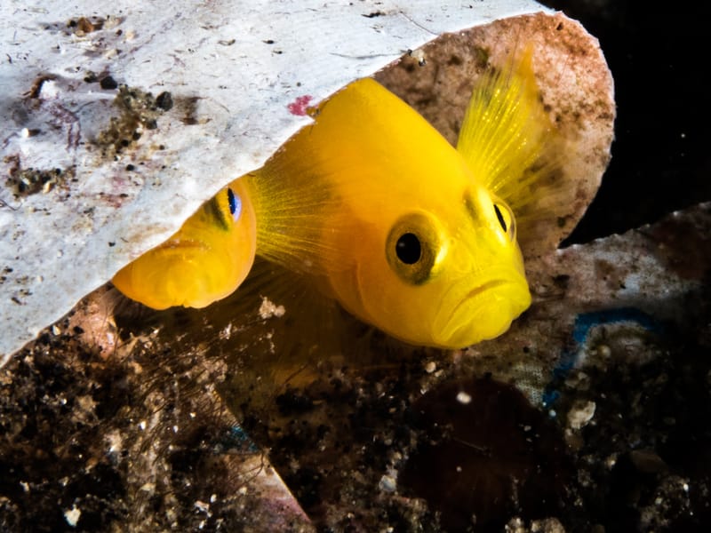 Clown Goby