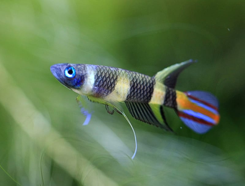 Clown Killifish
