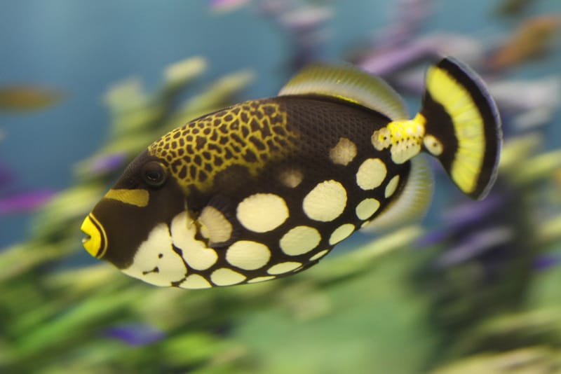 Clown Triggerfish
