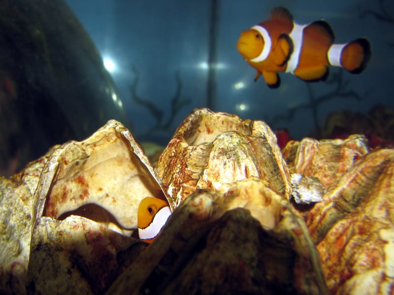 True Percula Clownfish