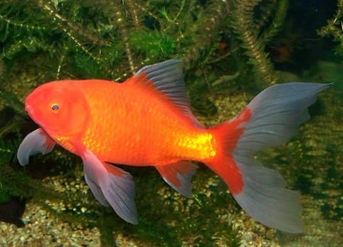 Comet Goldfish