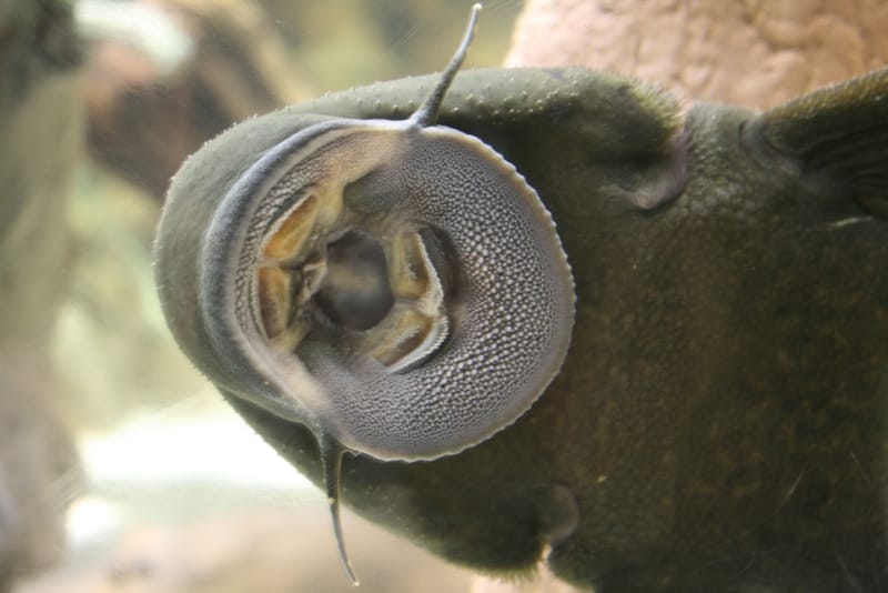 Common Pleco