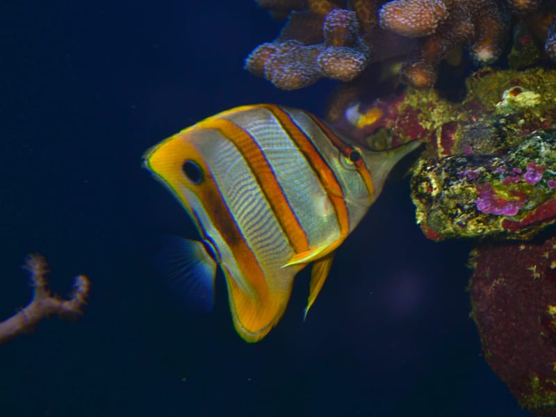 Copperband Butterflyfish