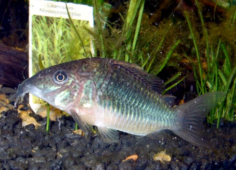 Emerald Catfish