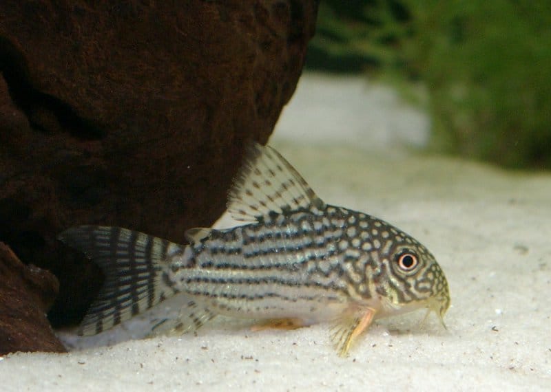 Sterbai Corydoras