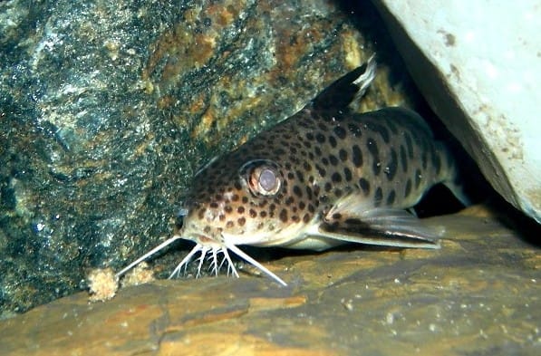 Cuckoo Catfish