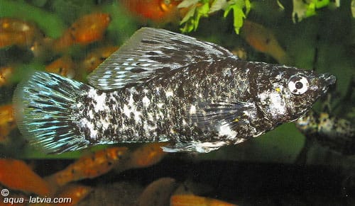Dalmatian Molly