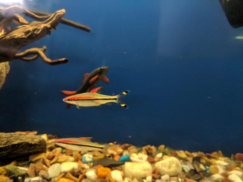 Denison Barb