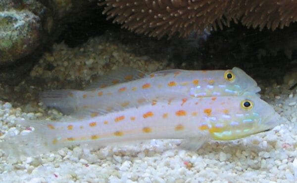 Diamond Watchman Goby