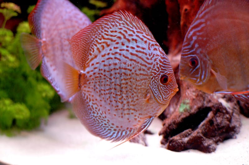 Discus