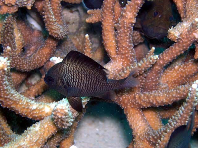 Three-Spot Domino Damselfish